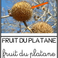 Fruit du platane