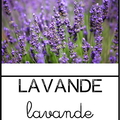 Lavande - jardinage