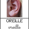 Oreille 