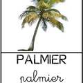 Palmier 