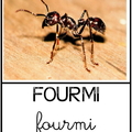 Fourmi - animaux