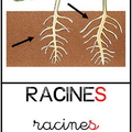 Racines