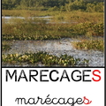 marécages - lieux