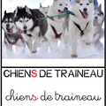 Chiens de traineau