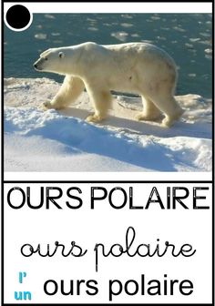 ours polaire2.jpg
