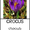 Crocus