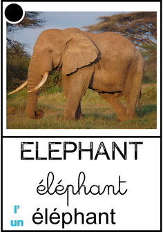 Eléphant.jpg