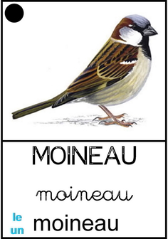 Moineau.jpg