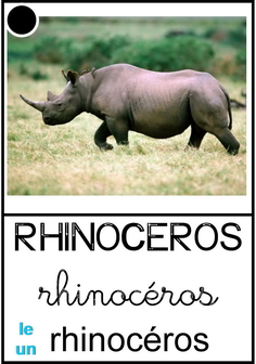 Rhinocéros.jpg