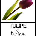 Tulipe