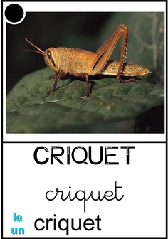 criquet.jpg