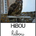 hibou