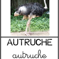 Autruche