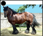 étalon - 3253 - (36 visits) étalon - 3253