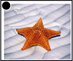 Etoile de mer - 2412 - (37 visits) Etoile de mer - 2412