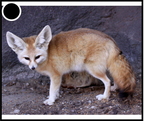 fennec - 2982 - (34 visits) fennec - 2982