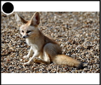 fennec - 3266 - (35 visits) fennec - 3266