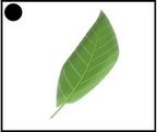 Feuille - 1793 - (46 visits) Feuille - 1793