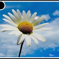Marguerite - 2455