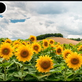 Tournesols - fleurs - 4304