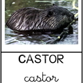 Castor - animaux