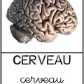 Cerveau - corps humain