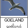 Goéland - animaux