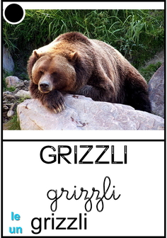 grizzli.jpg