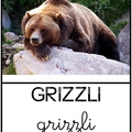 Grizzli - ours - animaux