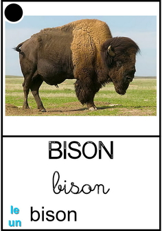 bison.jpg