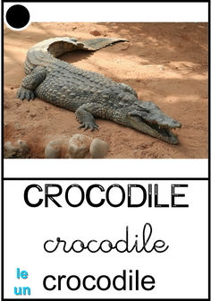 crocodile.jpg