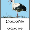 Cigogne - animaux
