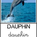 Dauphin - animaux