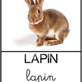 Lapin - animaux
