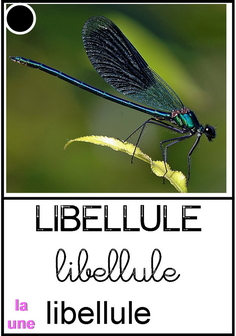 Libellule - animaux.jpg
