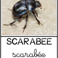 Scarabée - animaux