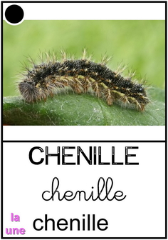 chenille.jpg