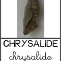 Chrysalide