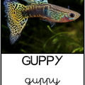 Guppy