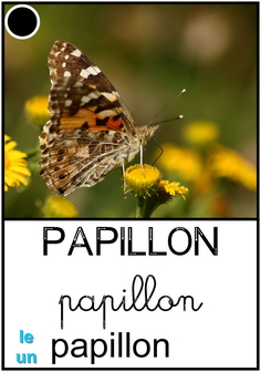papillon.jpg