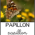 Papillon