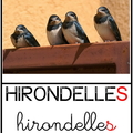 Hirondelles