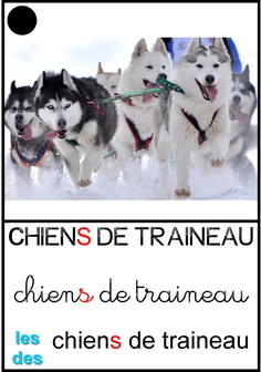 chiens de traineau.jpg