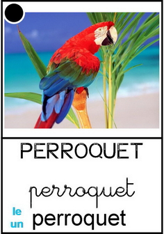 Perroquet2.jpg