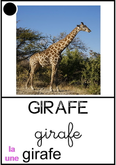 Girafe.jpg