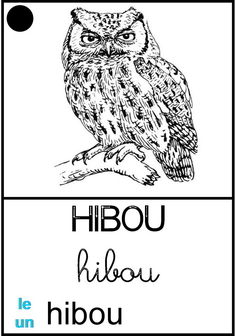 Hibou.jpg