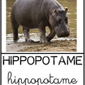 Hippopotame