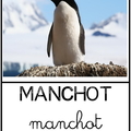 Manchot