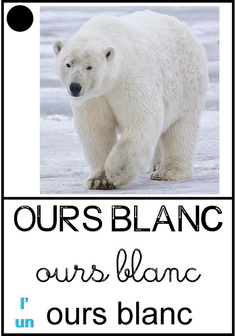 Ours blanc.jpg