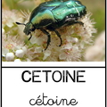 cétoine